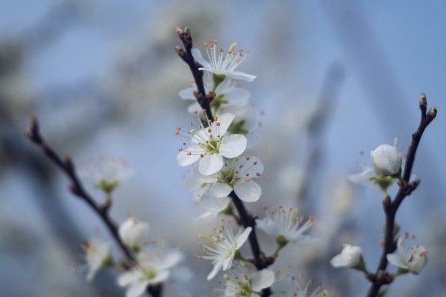 Convient comme arbre de jardin