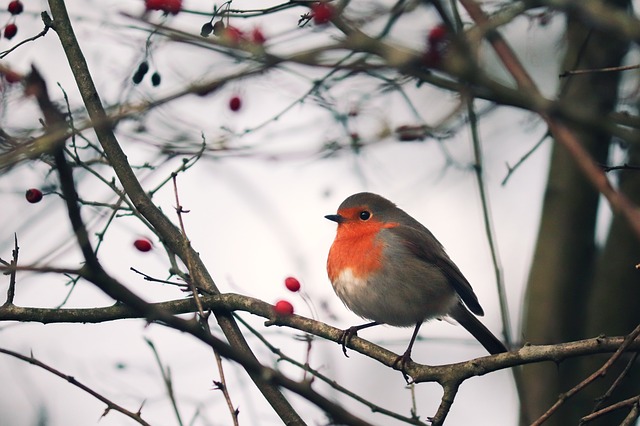 Comment et ne pas nourrir les animaux sauvages en hiver