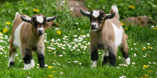 Les animaux domestiques dans le cadre d’une maison